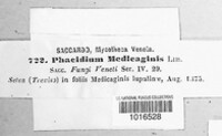 Phacidium medicaginis image